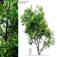 American Beech 3