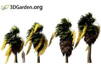 Brahea armata - blue hesper palm 08