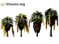 Brahea armata - blue hesper palm 07