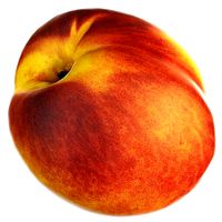 4k nectarine