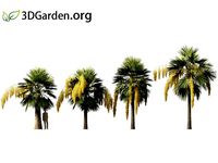 Brahea armata - blue hesper palm 05