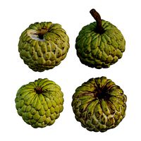 Annona squamosa 05