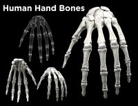 Human Hand Bones