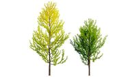 Ginkgo Biloba - Maidenhair Tree 02