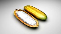 Opened and Unripe Cocoa Fruit