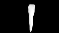 Mandibular Left Lateral Incisor Human Tooth