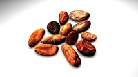 Cocoa Beans