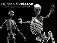 Human Skeleton - Skeletal System