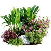 Outdoor Garden Plants Collection vol 136