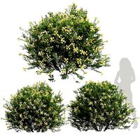 New Plant Coronilla Valentina Glauca Flower Bush