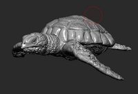 CARETTA TURTLE