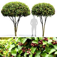 Crataegus persimilis 01