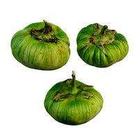 Green Giant Eggplant 02