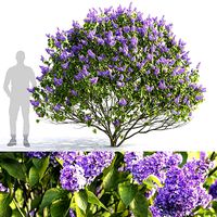 Syringa vulgaris 06