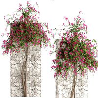 BOUGAINVILLEA 7