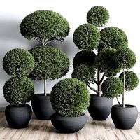 Topiary plant in an old concrete pot