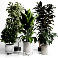 Indoor Outdoor plant Set 289 plant ficus rubbery