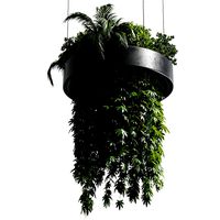 Hanging plant  indoor plant 292
