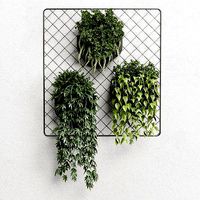 wall plant  hanging plants collection 293