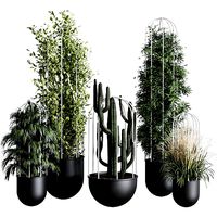indoor plant bamboo palm cactus grass stand black pot