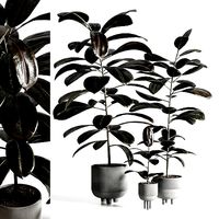 Ficus rubbery plant in concrete dirt vase