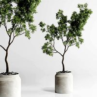 Indoor plant 285 concrete dirt vase plant tree pot