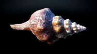 Large Seashell with Alternate Gold-plated material