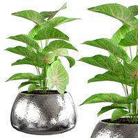 Plant pots- Caladium