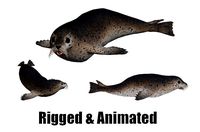 animated seal sea lion