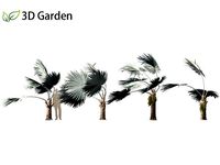 Bismarckia nobilis - Silver Bismarck Palm 10
