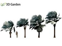 Bismarckia nobilis - Silver Bismarck Palm 08