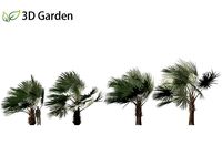Bismarckia nobilis - Silver Bismarck Palm 06