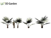 Bismarckia nobilis - Silver Bismarck Palm 01