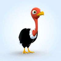 Vulture Bird