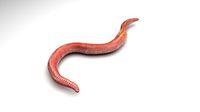 Earthworm