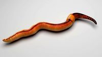 Earthworm