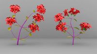 plant pentas violet