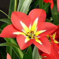 Amaryllis flowers vol 128