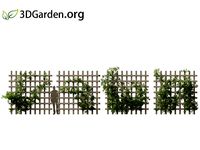 Trachelospermum Jasminoides - star jasmine 04