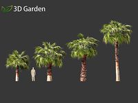 Washingtonia robusta - Washington fan palm 01