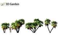 Acoelorrhaphe wrightii - Everglades palm 04