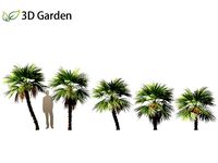 Acoelorrhaphe wrightii - Everglades palm 03