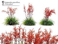 Hesperaloe parviflora