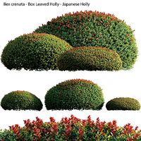 Ilex crenata - Box Leaved Holly - Japanese Holly - 02