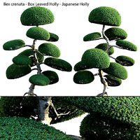 Ilex crenata - Box Leaved Holly - Japanese Holly - 04