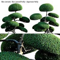 Ilex crenata - Box Leaved Holly - Japanese Holly - 05