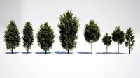 Carpinus Betulus - Hornbeam