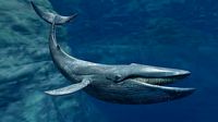 Blue Whale Animated