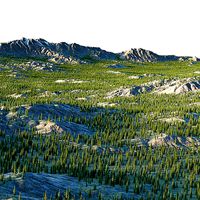 landscape01 engelmann spruce