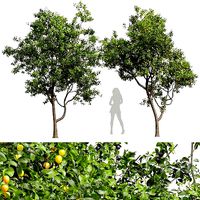 New Plant High detail Prunus Salicina Plum Pflaume